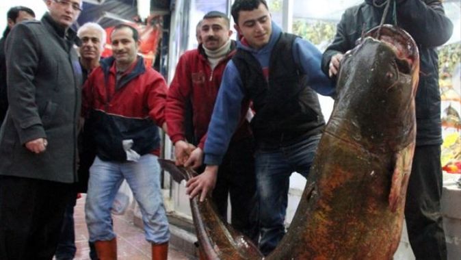 Sazan avında 210 kiloluk yayın balığı yakaladılar