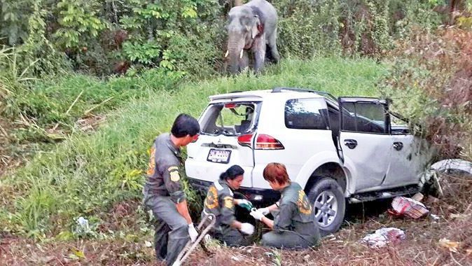 Yavru fil yola çıktı: 6 ölü