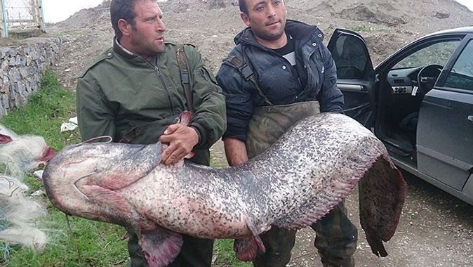 87 kilogramlık yayın balığı yakalandı