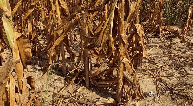 Kuraklık tarımı vurdu, zarar yüzde 20&#039;yi aştı