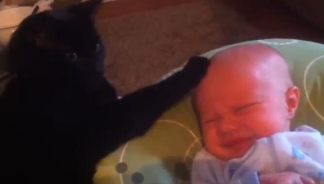 Bir kedi ağlayan bebeği nasıl uyuttur?