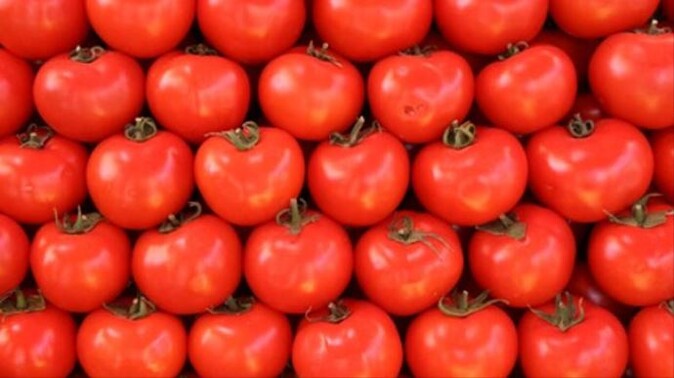 Rusya 24 ton Türk domatesini geri gönderdi