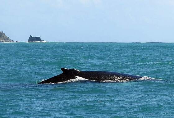 BM, Japonya&#039;ya &#039;balina avını durdur&#039; dedi