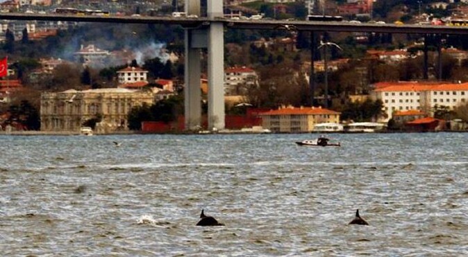 İstanbul Boğazı&#039;nda yunus şöleni
