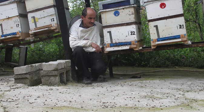 Yüz binlerce bal arısını kendi ellerimizle telef ettik