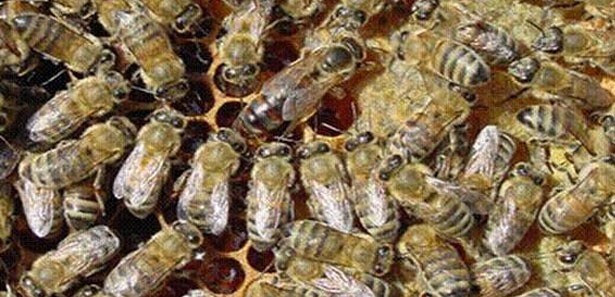 Bilecik&#039;te arı faciası: 1 ölü!