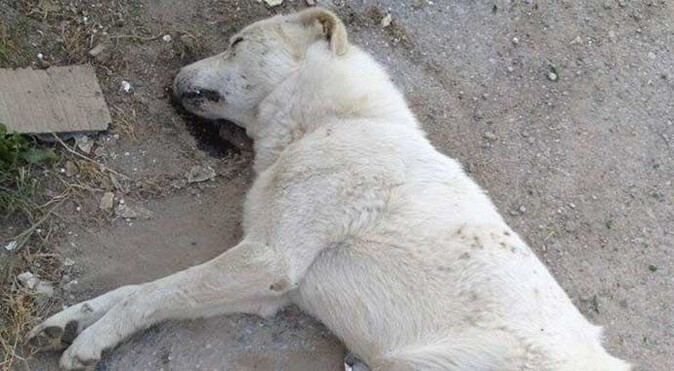 Lüks villa bölgesinde 17 köpek katliamı