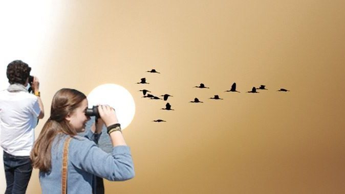 Uçak rotalarını kuşların göç yolları belirleyecek