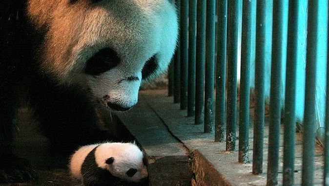 Çin&#039;de ikiz panda sevinci