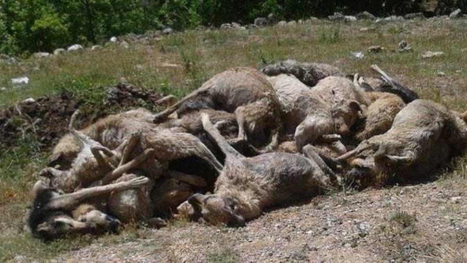 Tarsus&#039;taki köpek katliamında inanılmaz iddia