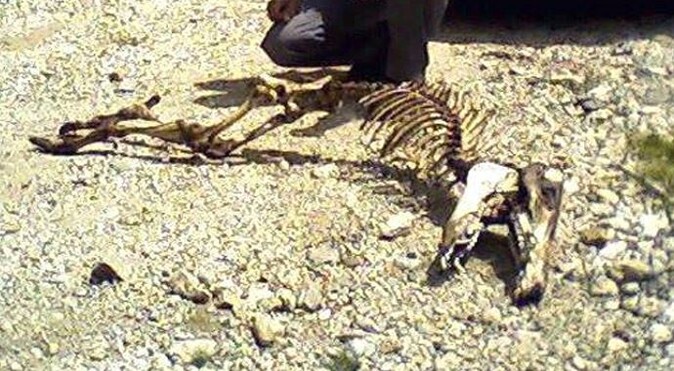 Esrarengiz hayvan iskeleti görenleri şaşırttı!