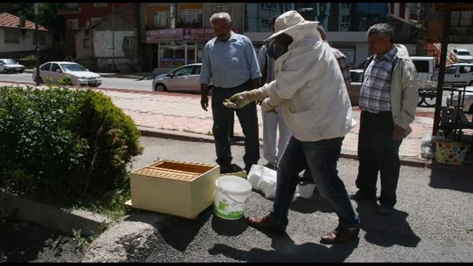 Arılar Yozgat&#039;ı istila etti