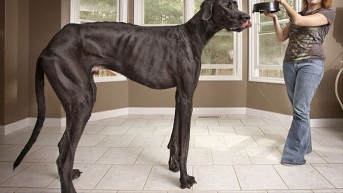 Dünyanın en uzun köpeği öldü