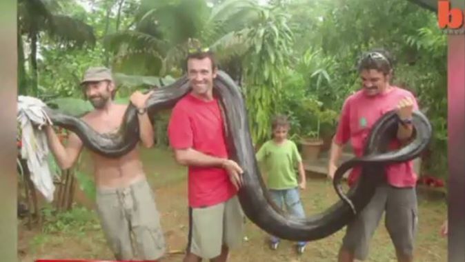5 metrelik dev anakonda görenleri şaşırttı- İZLE