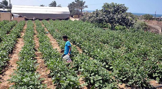 Gazzeliler, bomba yağan bahçelerine geri döndü