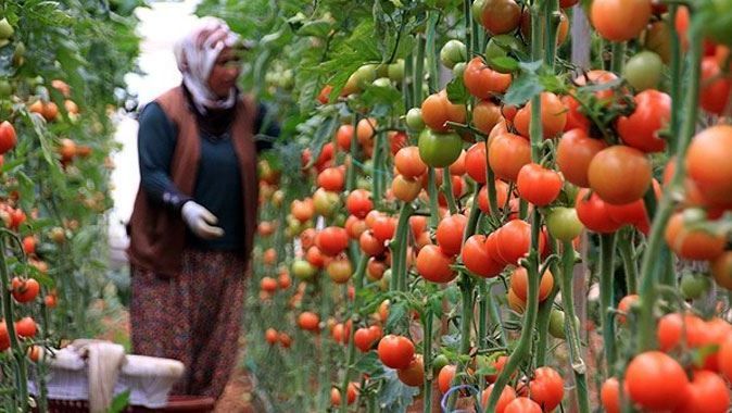 Güz domatesi üreticileri sevindirdi