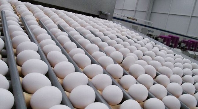 Yumurta ihracatı uzakdoğu pazarına yöneldi