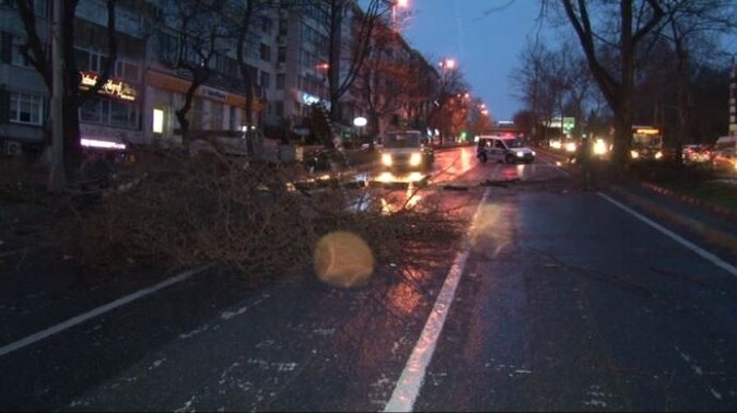 İstanbul&#039;da lodos ağaç devirdi