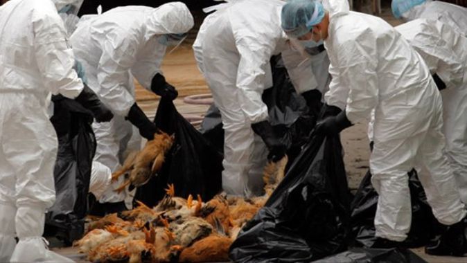 Mısır&#039;da kuş gribinden 1 kişi hayatını kaybetti