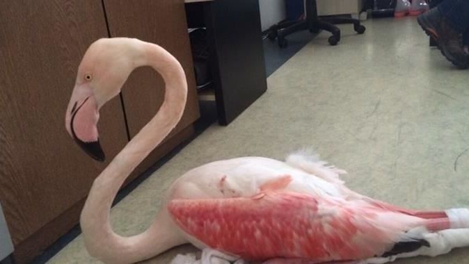 Flamingoyu vurdular