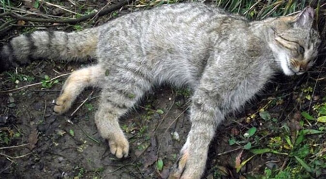 Tabiatta nadir görülen yaban kedisi patlamada öldü 