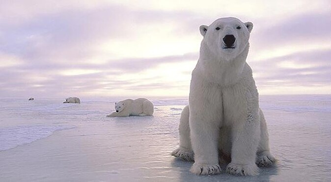 Norveç&#039;te kutup ayısı turistlere saldırdı