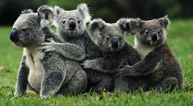 Avustralya&#039;da 686 koala öldürüldü