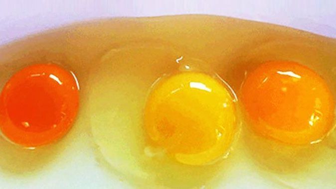 Yumurtanın sarısı neye göre değişiyor?