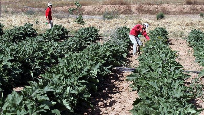 İsrail&#039;den Gazze tarımına biyolojik saldırı