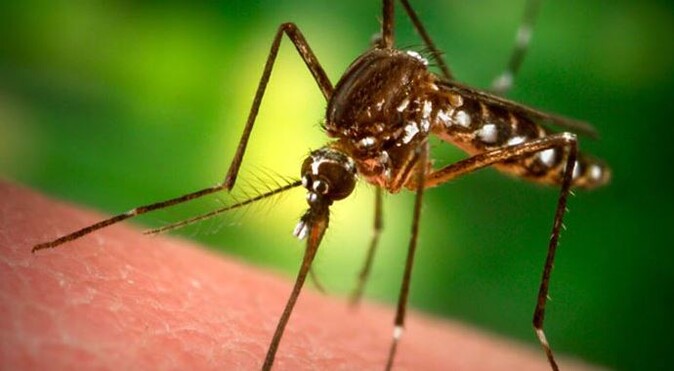 Sivrisinek sokmasıyla başlıyor, yılda 580 bin kişi ölüyor