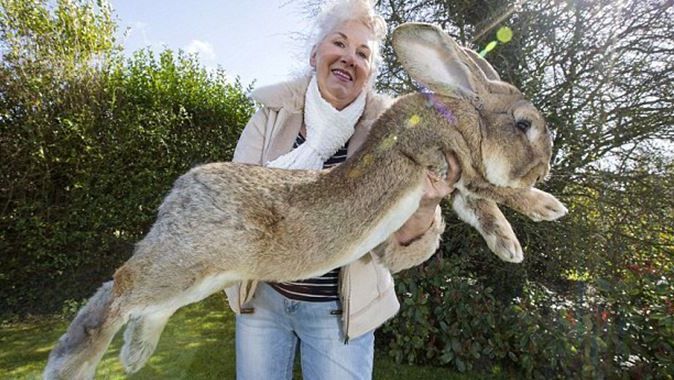 Dünyanın en büyük tavşanına rakip çıktı: Yavrusu