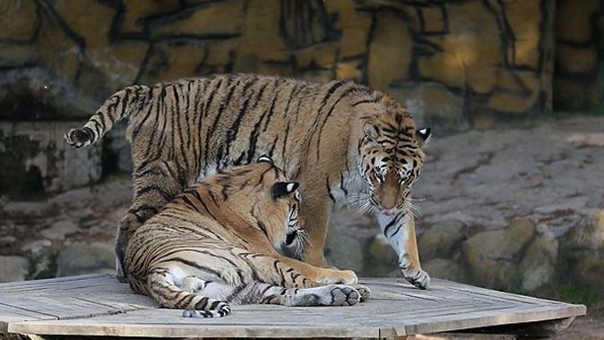 Gaziantep Hayvanat Bahçesi yeni &quot;sakinlerini&quot; bekliyor