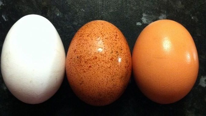 Kahverengi yumurta ile beyaz yumurta arasındaki farkı biliyor musunuz?