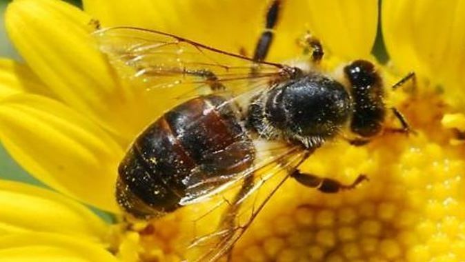 Kanser ve romatizmaya karşı arı zehiri 