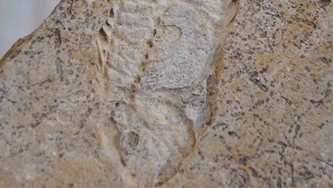 İnşaat kazısından 60 milyon yıllık fosiller çıktı