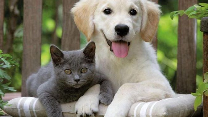 Kedi maması ve köpek maması alışverişinde doğru seçim petlebi.com