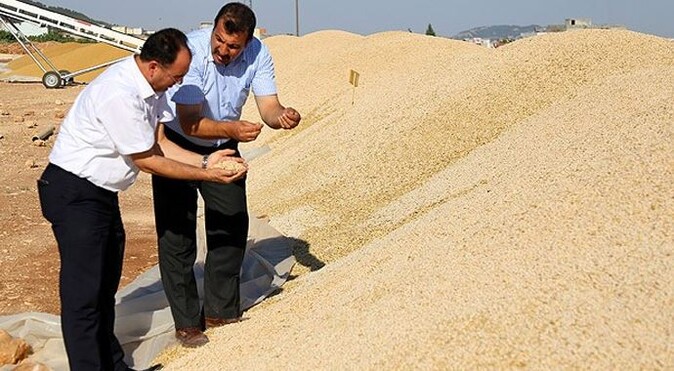 Avrupalı çiftçiye Türk tohumu ektiriyor