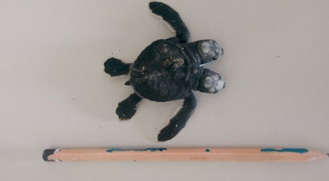 İki başlı deniz kaplumbağası yavrusu bulundu