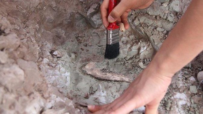 Çin&#039;de dinozor fosili bulundu
