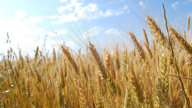 Azerbaycan&#039;da buğday ve unun KDV&#039;si kaldırıldı