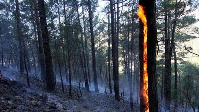 Tazmanya&#039;da dünya mirası ormanlar yanıyor
