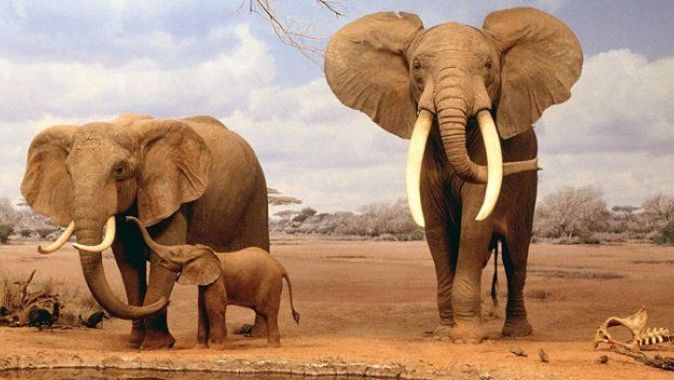 Doğu Afrika&#039;da fil nüfusu yok oluyor