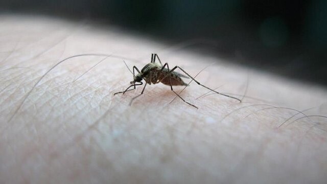 Japonya&#039;da bir kişide Zika virüsü bulundu