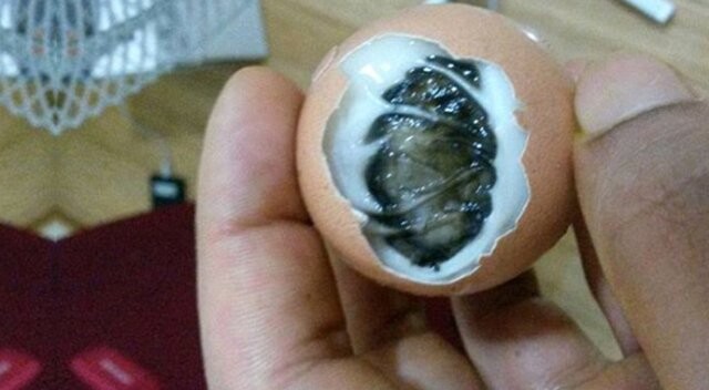Kaynattığı yumurtadan civciv çıktı