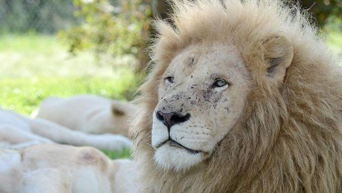 Kenya&#039;da doğal yaşam parkından kaçan aslanlar geri döndü