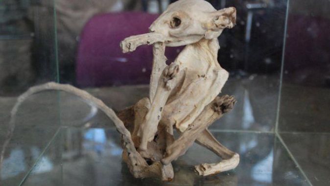 Türü bilinmeyen hayvan iskeletini camekanda sergiliyor