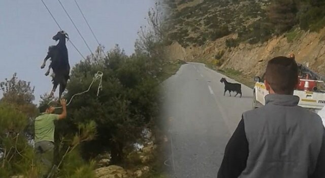 Elektrik hattına takılan keçi kurtarıldı