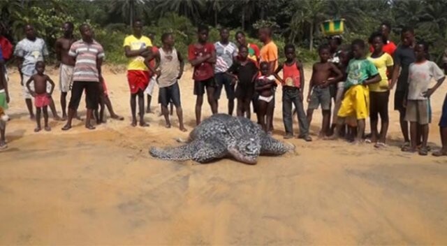 Hiç bu kadar büyük deniz kaplumbağası gördünüz mü?