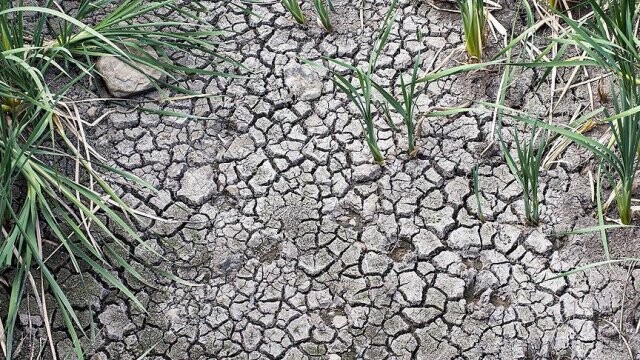 Vietnam tarihinin en büyük kuraklığıyla karşı karşıya