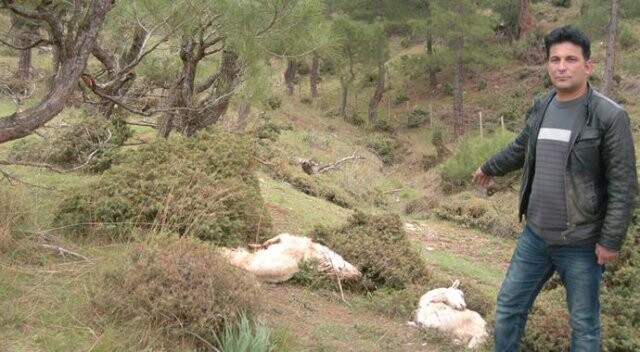 Zirai ilaçlı ot yiyen 31 keçi telef oldu